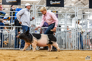 CLASS WINNING CROSSBRED GILT
2025 IN STATE FAIR