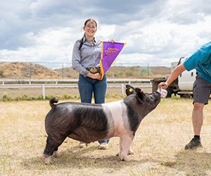 GRAND CHAMPION MARKET HOG
2026 Routt County-CO