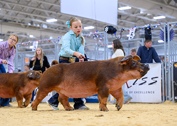 CLASS WINNING DUROC GILT
2026 NJSS