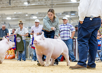 CLASS WINNING YORKSHIRE BARROW
2026 NJSS